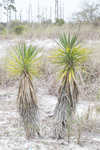 Moundlily yucca